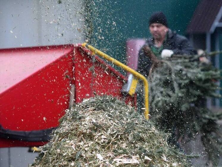 Анапчане могут сдать ёлку на переработку