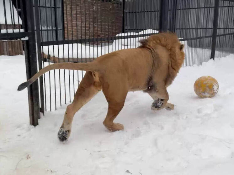 В самарском зоопарке сняли на видео, как лев Алтай играет в футбол