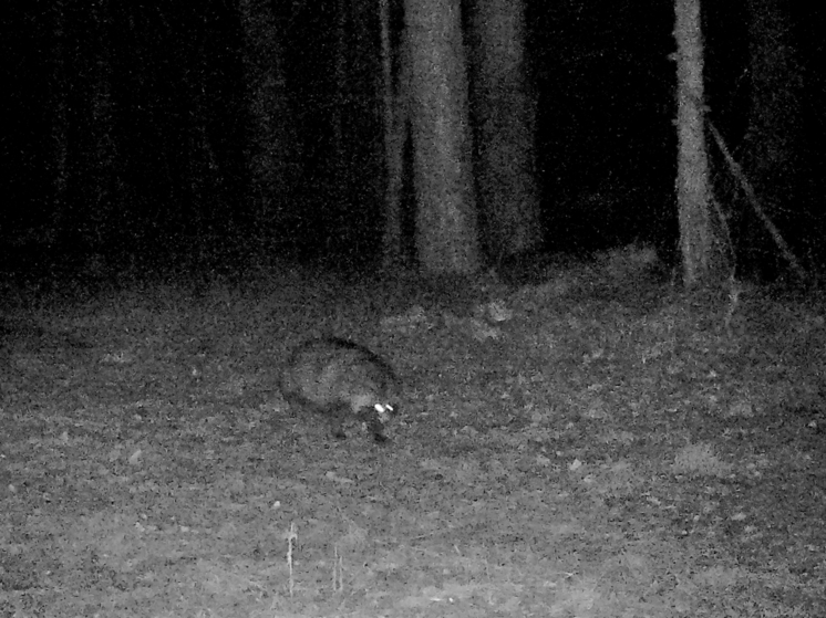 Редкую енотовидную собаку «поймала» фотоловушка Воронежского заповедника