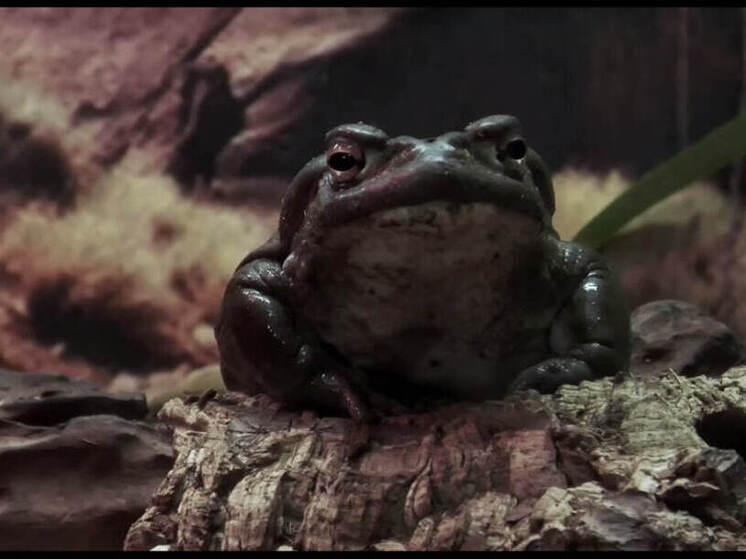 Ленинградский зоопарк раскрыл разные стороны личности колорадской жабы