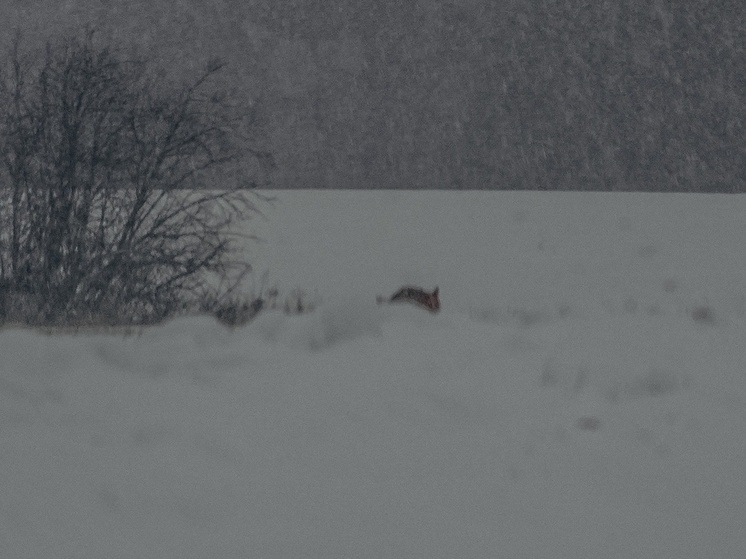 Туляков у ТРЦ «Макси» напугала лиса с ободранным хвостом