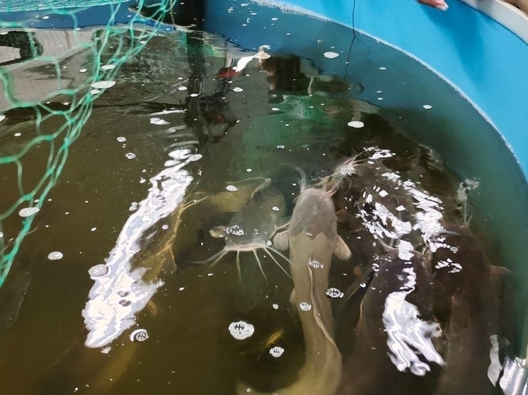 Аспирантка МАУ разработала проект аквапонной фермы для Заполярья