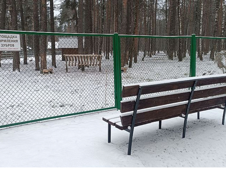 В Орловской области открыли площадку для наблюдения за обедом зубров