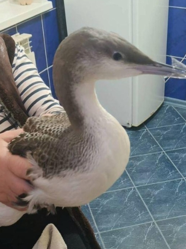 Орловская семья спасла занесенную в Красную книгу птицу