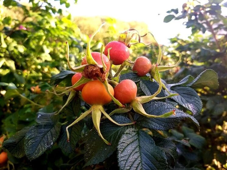 Фармаколог Музылева: шиповник и облепиха по пользе не уступают ягодам годжи