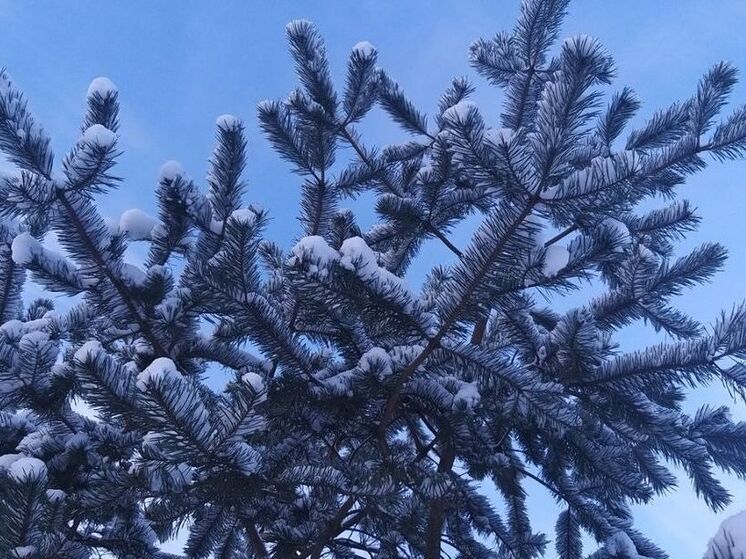 Калининградцев ждет новая волна морозной непогоды 11 января