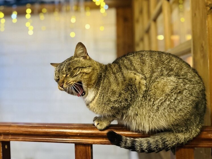 Лёгкий мороз и гололедица ожидаются в Рязанской области 11 января