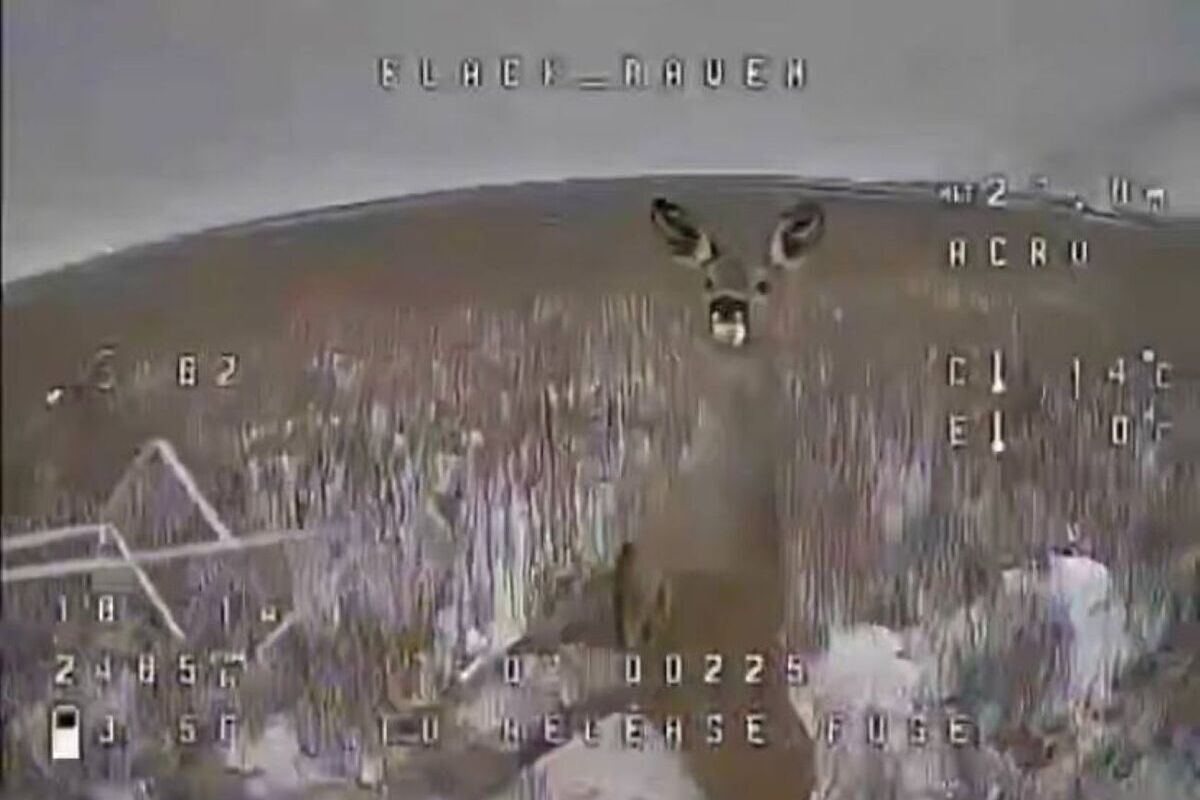 Олень попытался сбить дрон в зоне СВО и оказался на видео