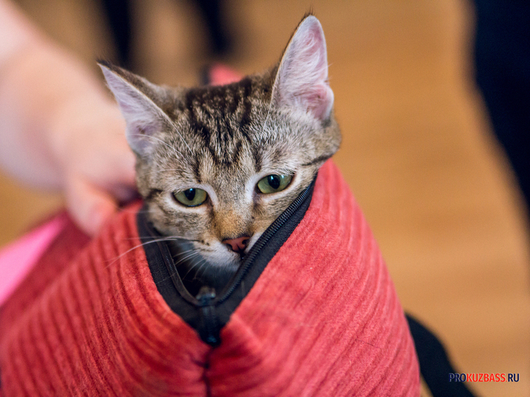 В Кузбассе выбросили на мороз 20 кошек