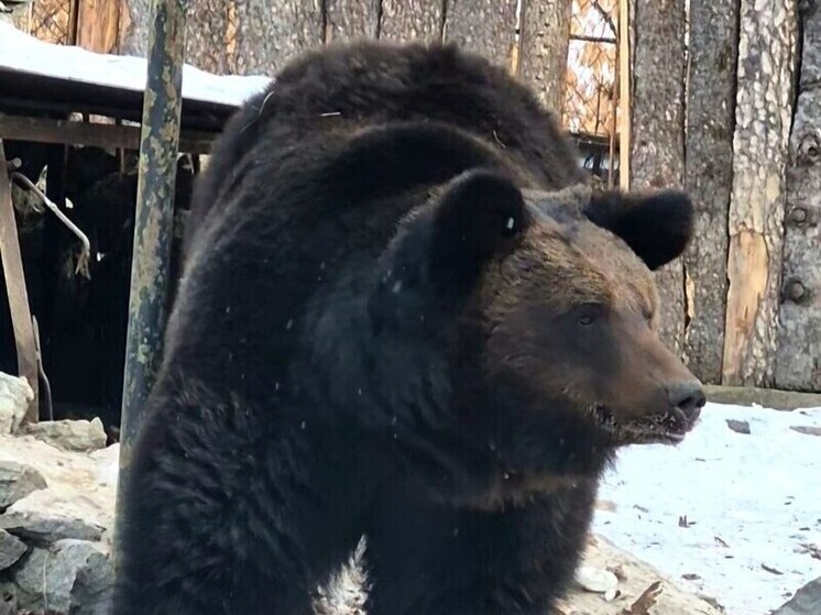 Медведь Буржуй из зоосада «Приамурский» встретил свой третий день рождения в зимней спячке