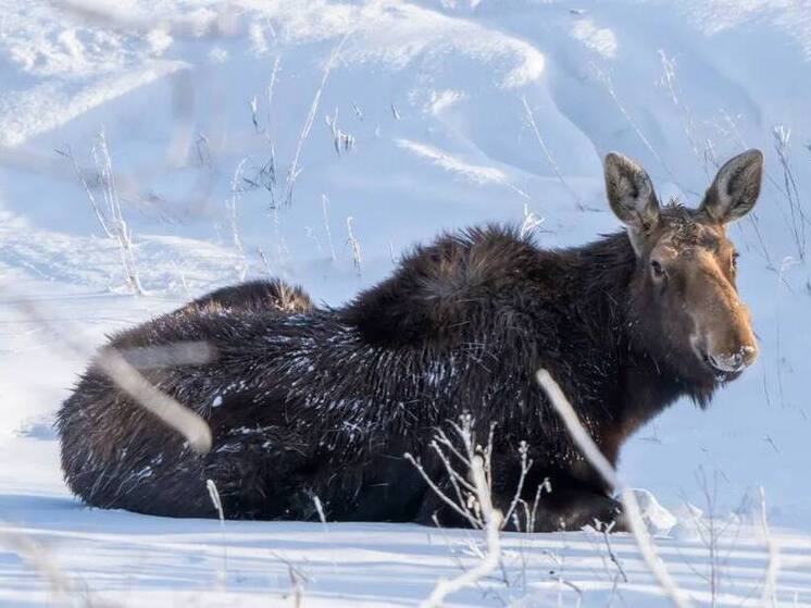 Ямальцы закрыли сезон охоты на лося