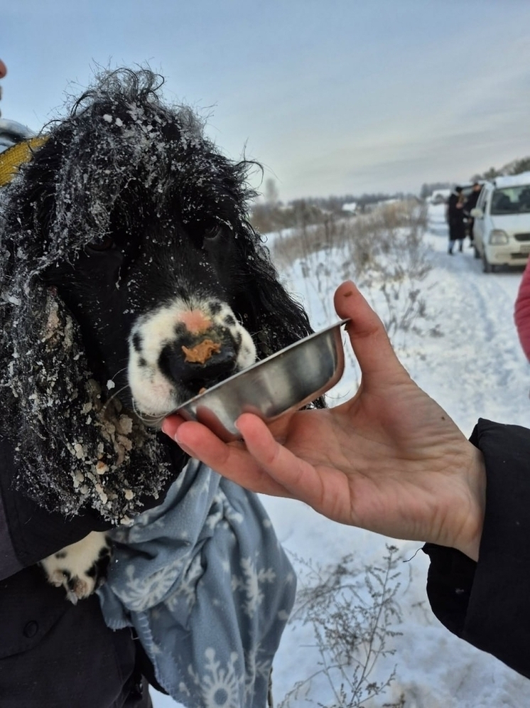 В Псковской области развернулась масштабная операция по спасению брошенных собак: третьи сутки поисков вдоль трассы Псков – Гдов – Сланцы