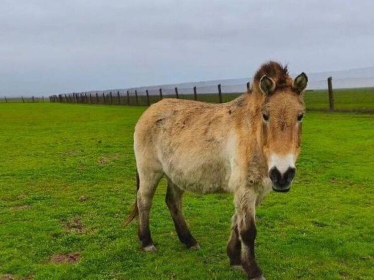 В заповеднике «Аскания-Нова» отпраздновали юбилей лошади-долгожительницы