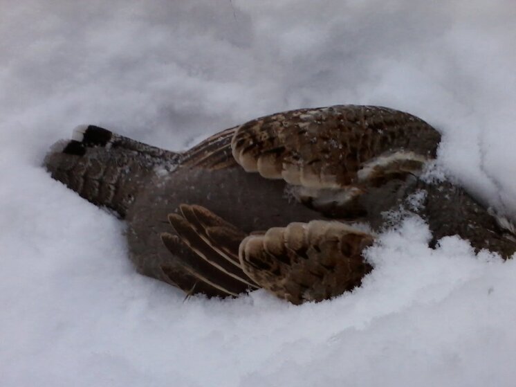 Сезон охоты на пернатую дичь во Владимирской области закрыт
