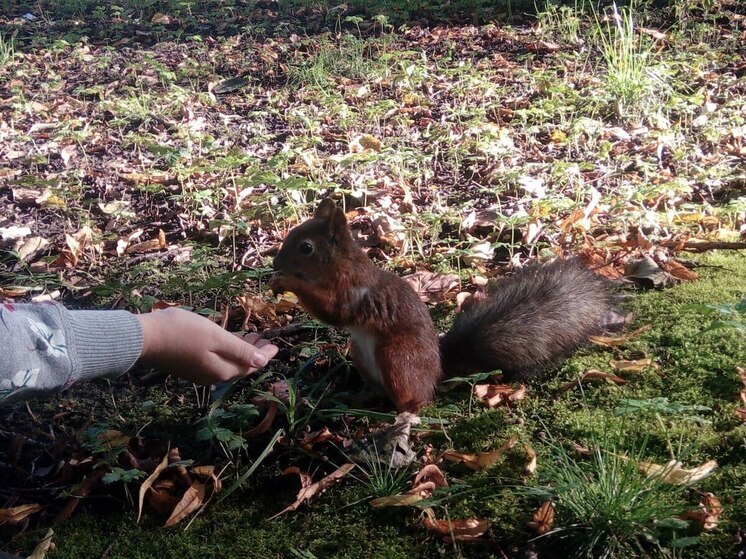 В Петербурге заметили небольшую грозу белок и мышей
