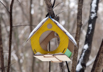 Зима — непростое испытание для пернатых