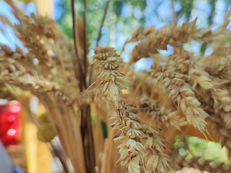 В Хакасию ввезли семена и древесину с нарушением правил