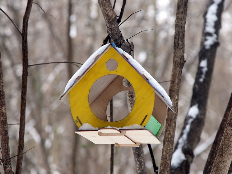 Зима — непростое испытание для пернатых