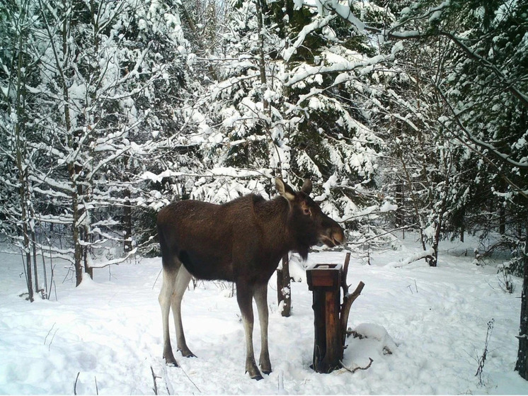 Сезон охоты на лосей в Нижегородской области закрыт