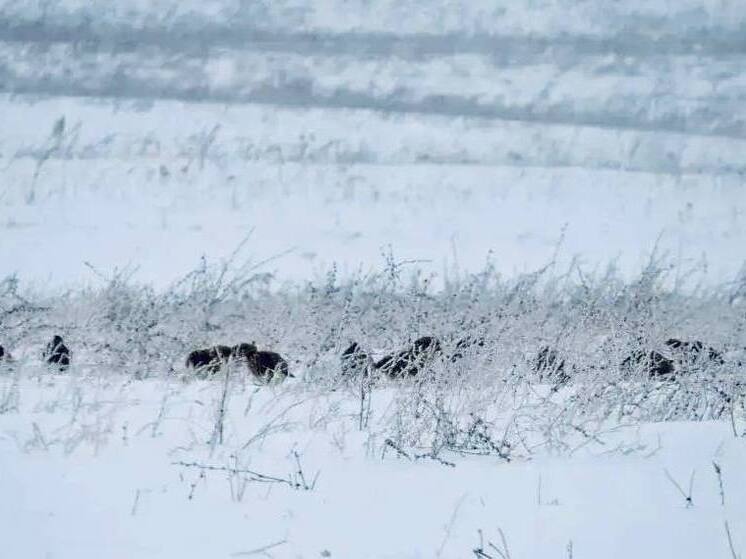 В Чувашии стартует зимний учёт диких животных и птиц