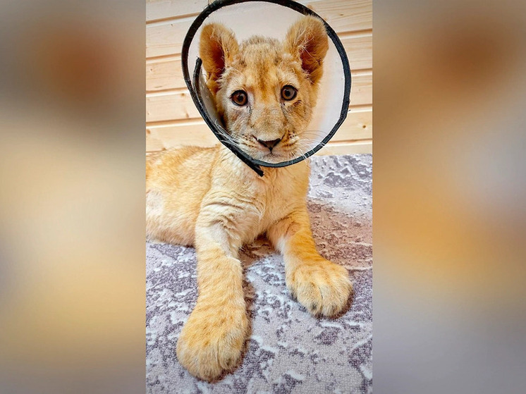 Спасённая у блогера львица Шейла проходит реабилитацию в приюте Подмосковья