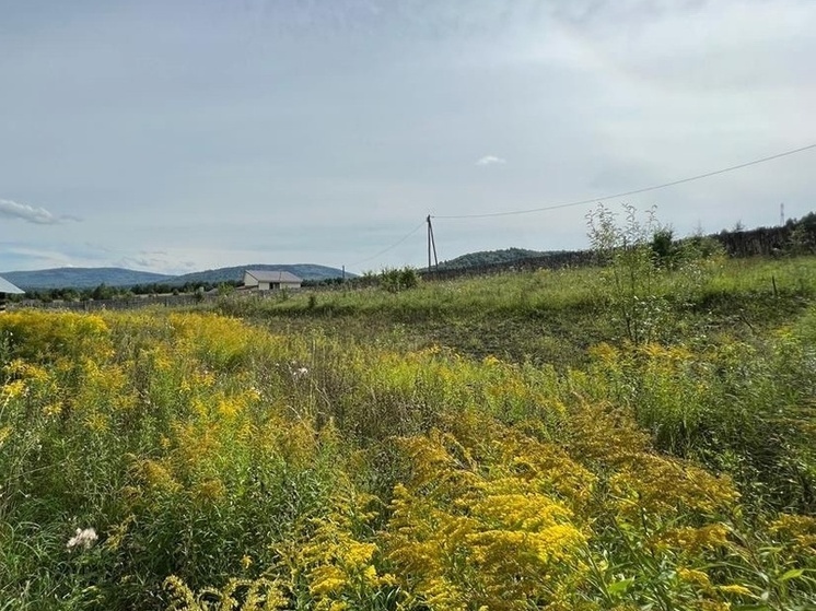 Агрофирма «Орёл Нобель-Агро» не получила компенсацию от страховщика за гибель 2,5 тыс. га рапса