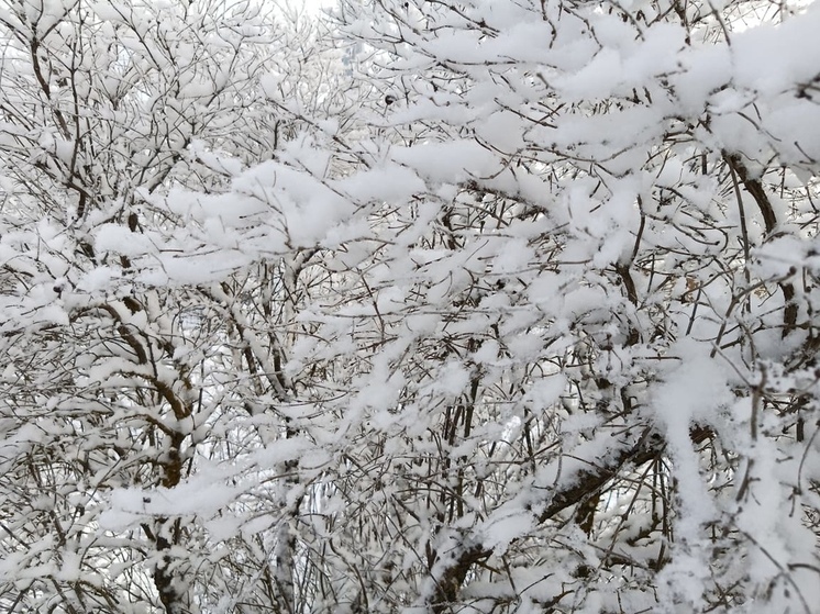 Небольшой снег и до −13 градусов: какая погода будет в Ленобласти 12 января