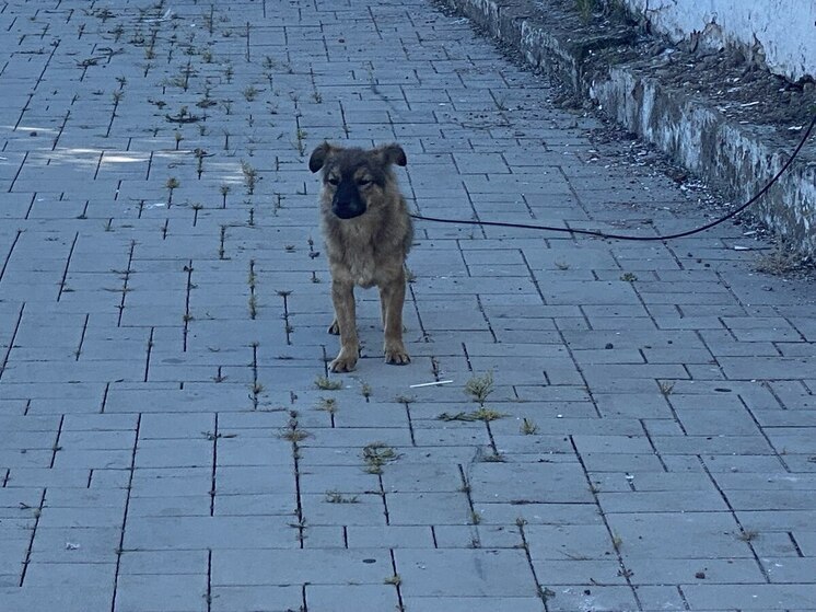 Кинологи рассказали, как сформировать "собачий бюджет" на год