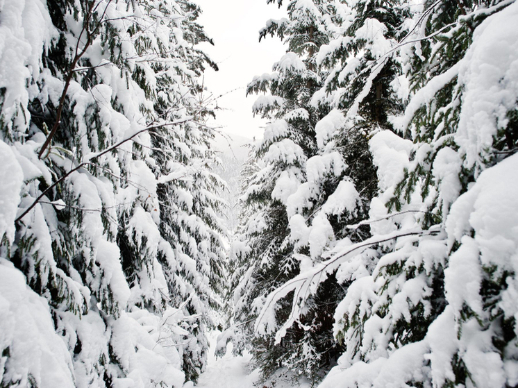 Гололёд атакует: тамбовчан предупреждают об ухудшении погоды 12 января