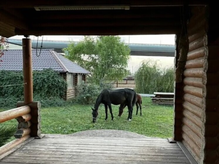 За 105 млн рублей в Ростовской области на продажу выставили конный клуб с солярием