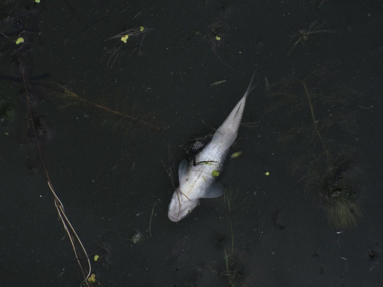 Мёртвую щуку, тайменя и хариуса находят на протяжении 10 километров русла.