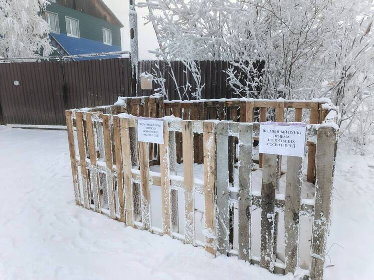 Как правильно утилизировать новогоднюю елку в Якутске