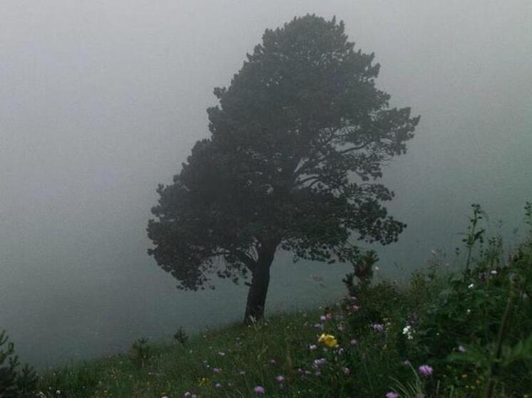 Дерево при сильном ветре раздавило иномарку на улице Шаумяна в Сочи