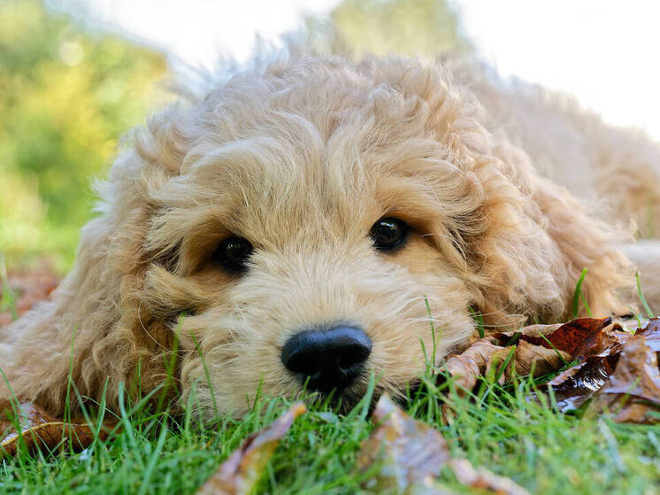 Конфликт между братьями закончился избиением животного