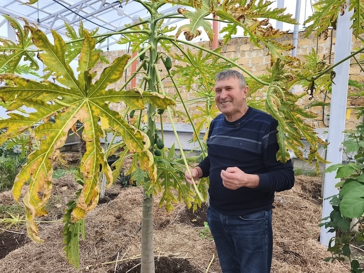 Заниматься экзотическим садоводством глава КФХ Николай Пьяных из села Салгирка Красногвардейского района начал недавно. При этом в сельском хозяйстве он не новичок: более 30 лет занимается зерновыми культурами.