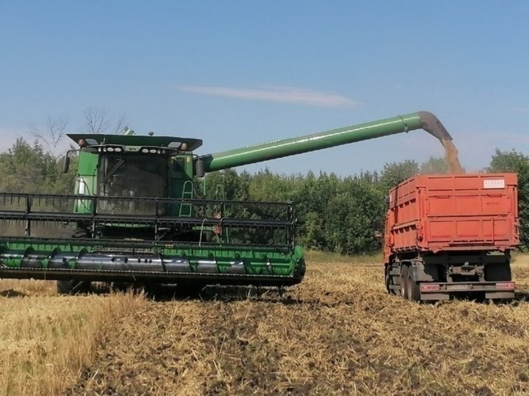 Поля Умёта побили рекорд: аграрии собрали рекордные 215 тысяч тонн зерна