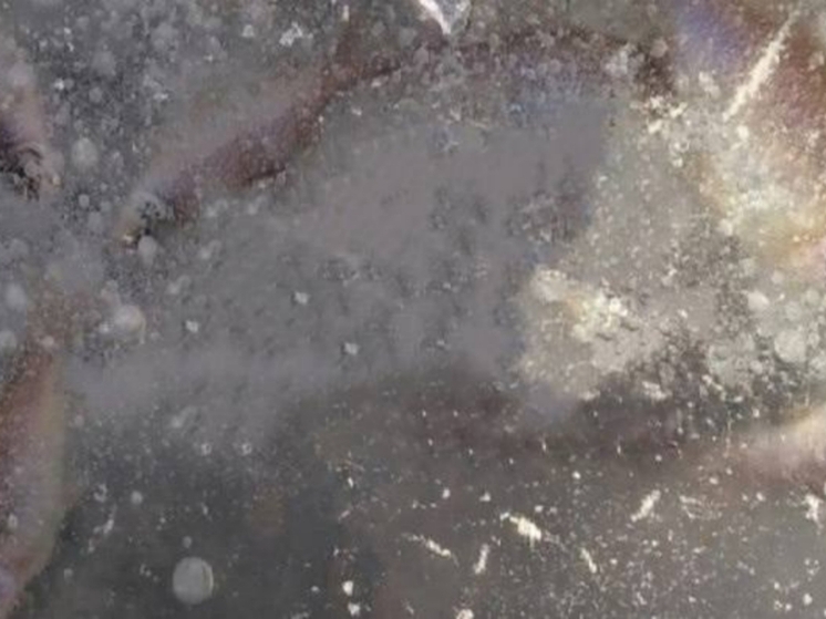 На реке Белый Июс зафиксировали массовый замор рыбы