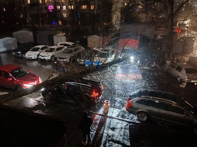  В Ростове на Волкова упавшее дерево повредило несколько автомобилей и оборвало провода уличного освещения