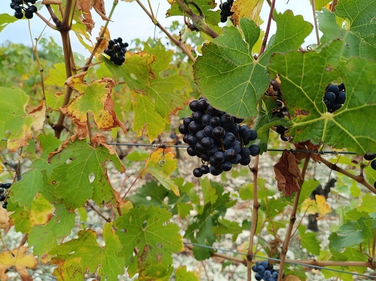 Ставропольские винодельни посетило  свыше 23 тысяч гостей в 2025 году