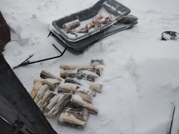 Осетровые из Амура и тайник с наркотиками: громкое задержание в Хабаровском крае