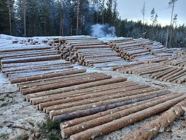 В Бурятии суд обязал лесозаготовительную компанию оформлять документы на древесину