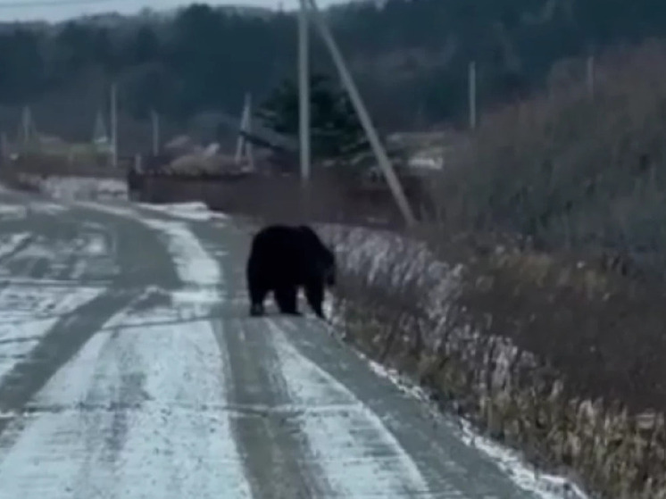 Медведя-шатуна заметили на дорогах острова Кунашир