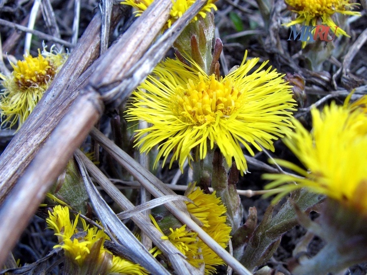 В Ботаническом саду КГУ собирают первый урожай грибов