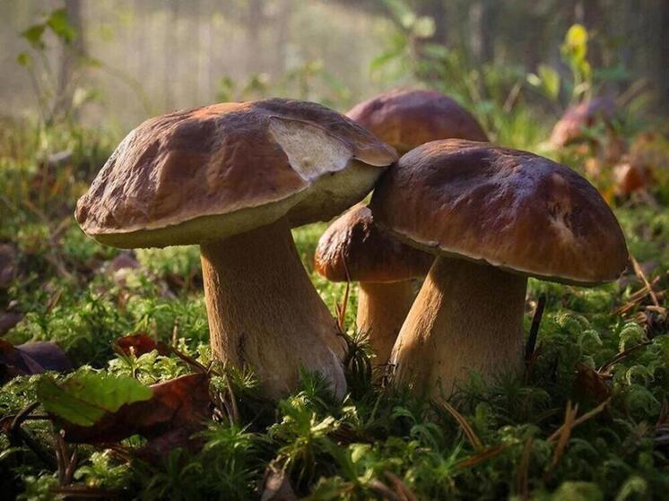 Курская область в 2025 году экспортировала более 4 тысяч тонн свежих грибов