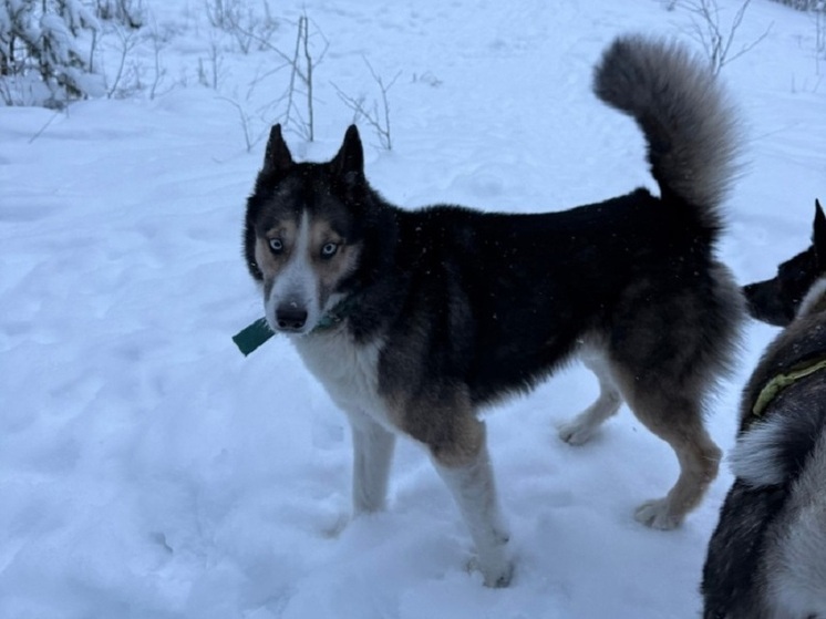 Потерявшаяся в Петрозаводске собака обратилась за помощью в приют