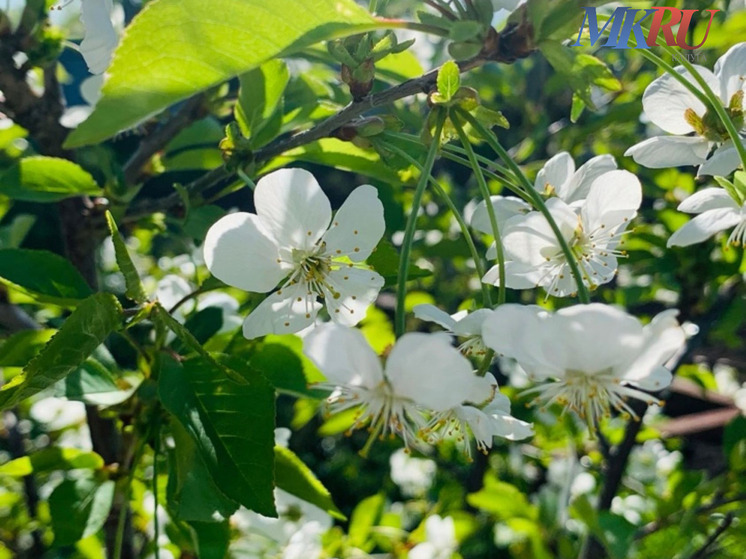 Калужан призвали посадить дерево посреди зимы
