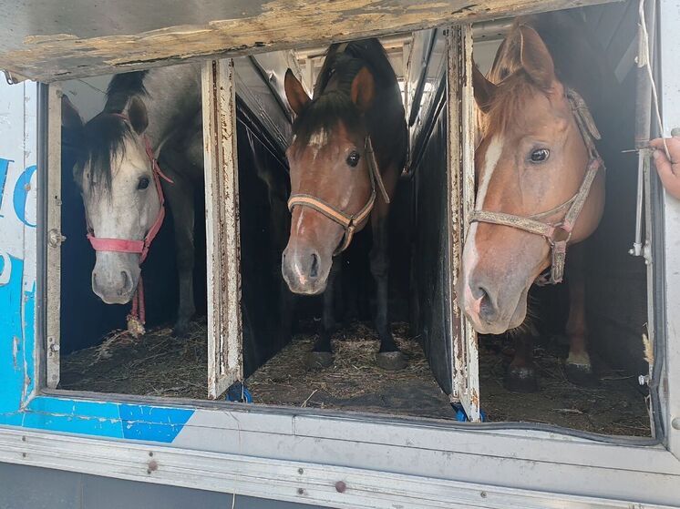 С начала января через таможню в Бурятии прошли более 490 тонн животноводческой продукции