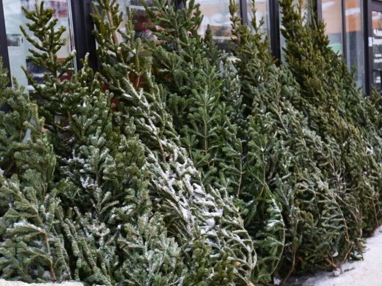 В Новосибирске стартует акция по утилизации новогодних елей