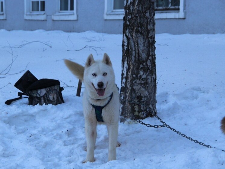 На Алтае взыскали компенсацию с хозяйки покусавшей ребенка собаки