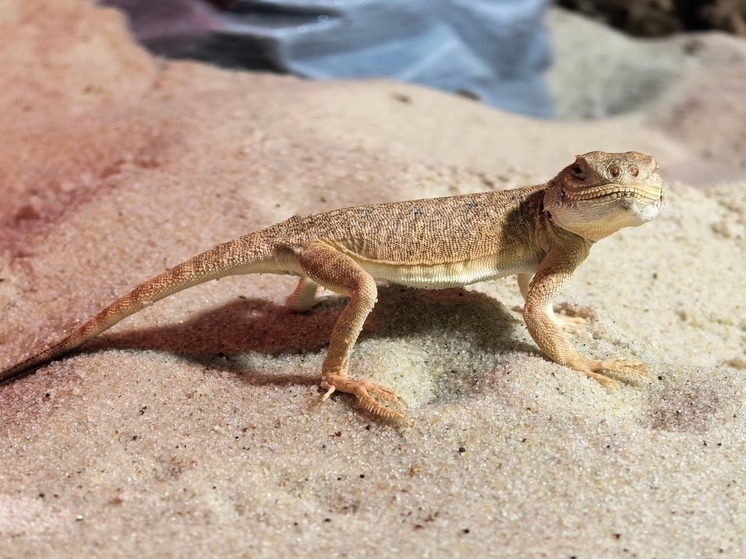 Тульский экзотариум рассказал об ушастой круглоголовке